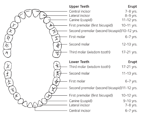 Images credit: American Dental Association