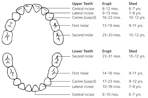 baby-teeth-chart.png